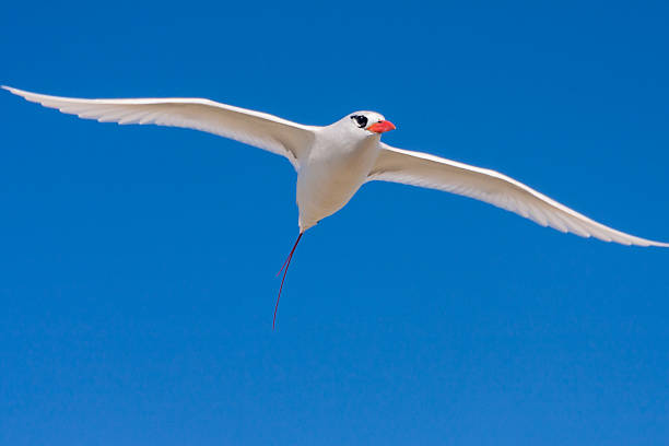 Red-billed tropicbird, seabird of tropical oceans