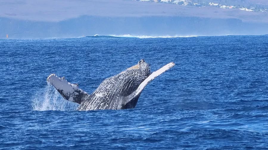 Baleine Ile de la Réunion