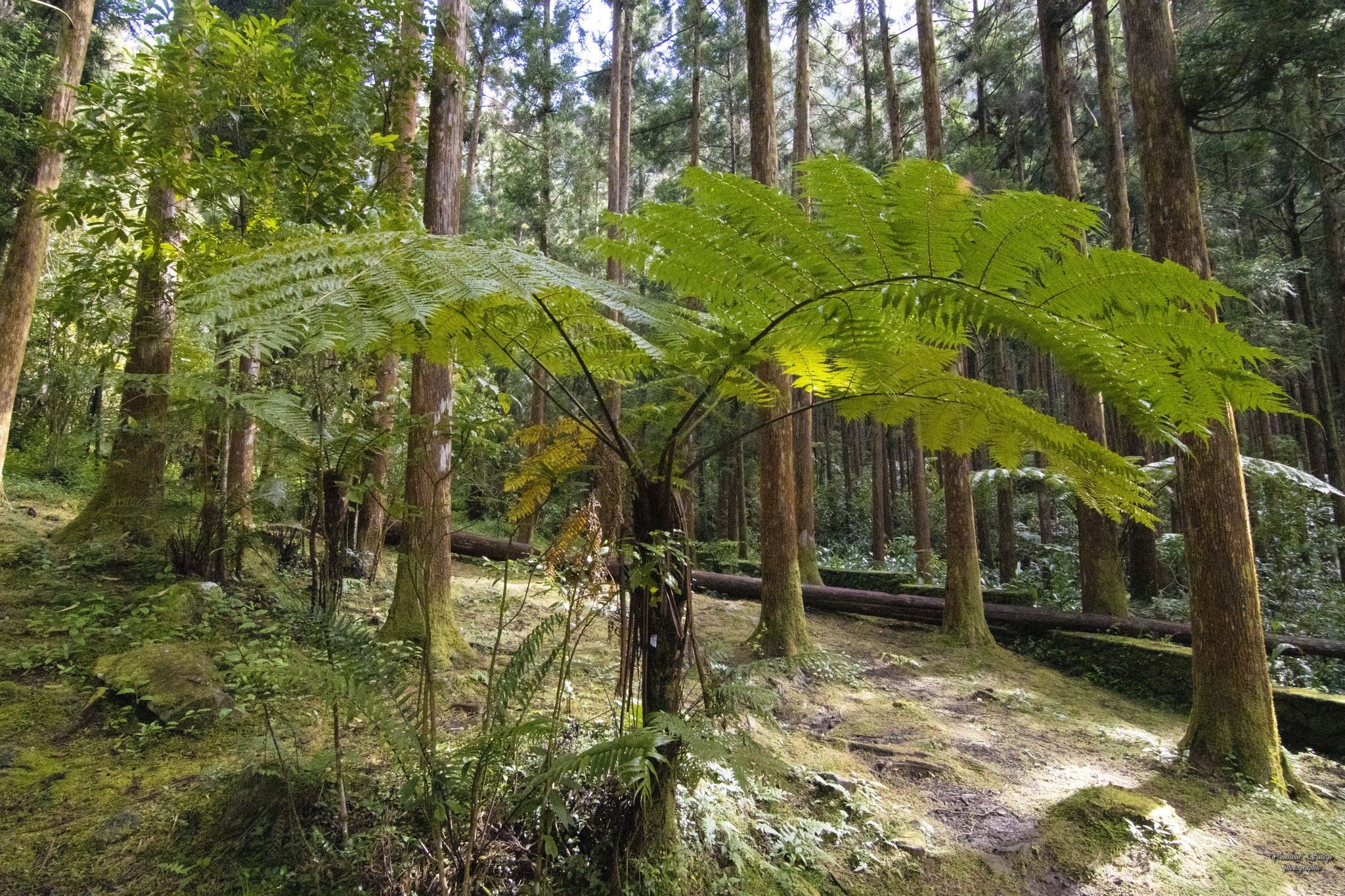 Forêt primaire de Bélouve