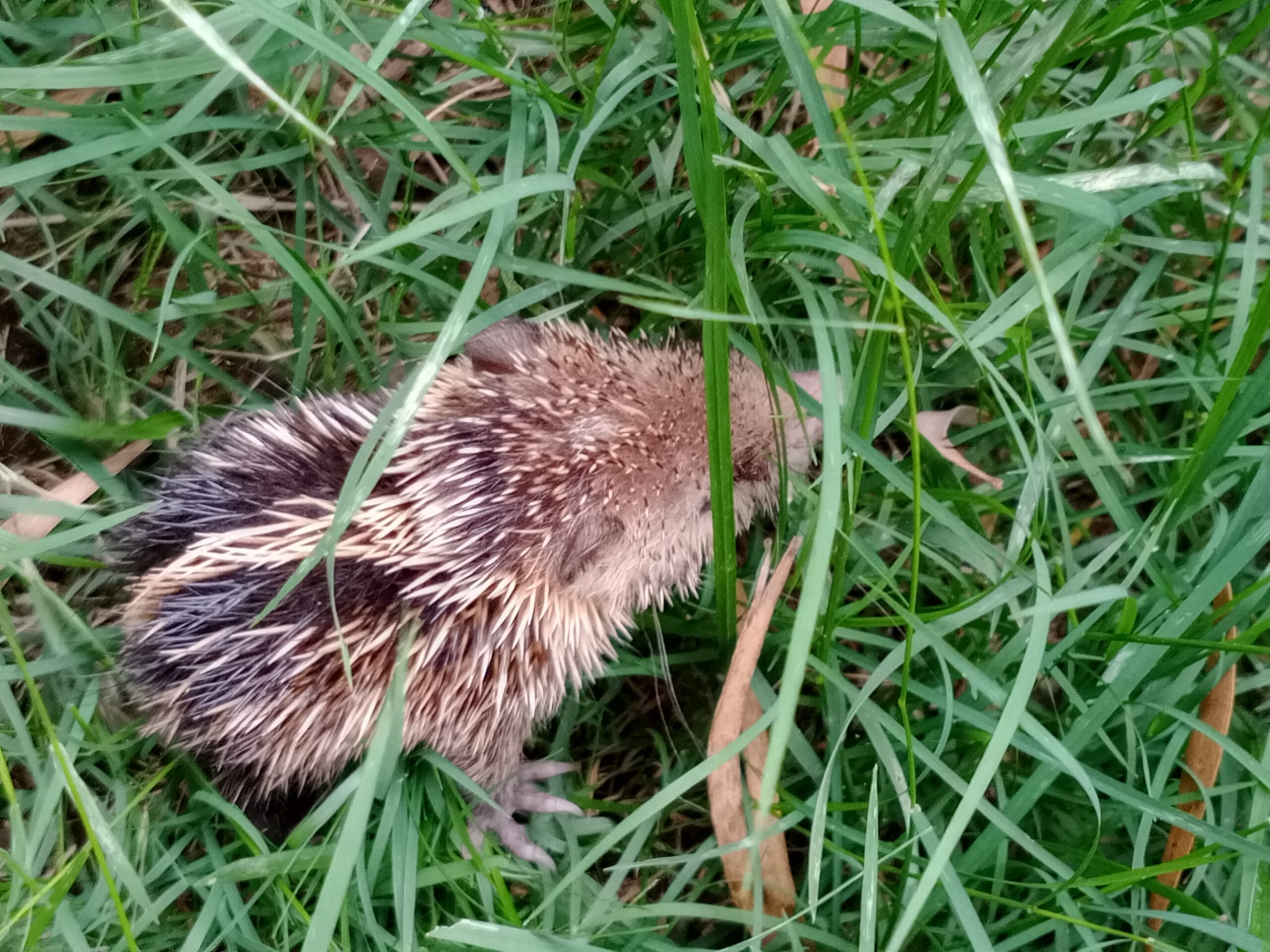 Le Petit Tangue