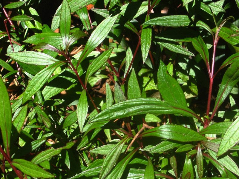 Plante Ayapana médicinale de La Réunion