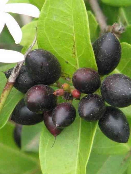 Médaillons