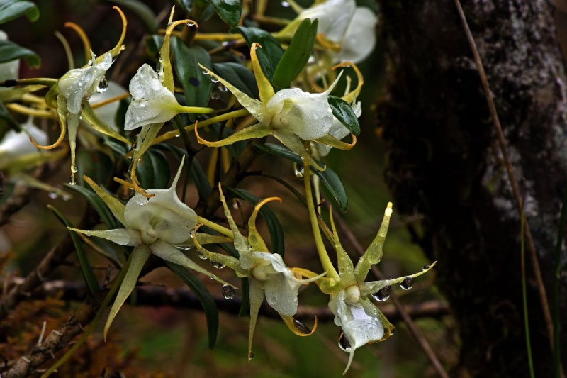 Orchidée Faham