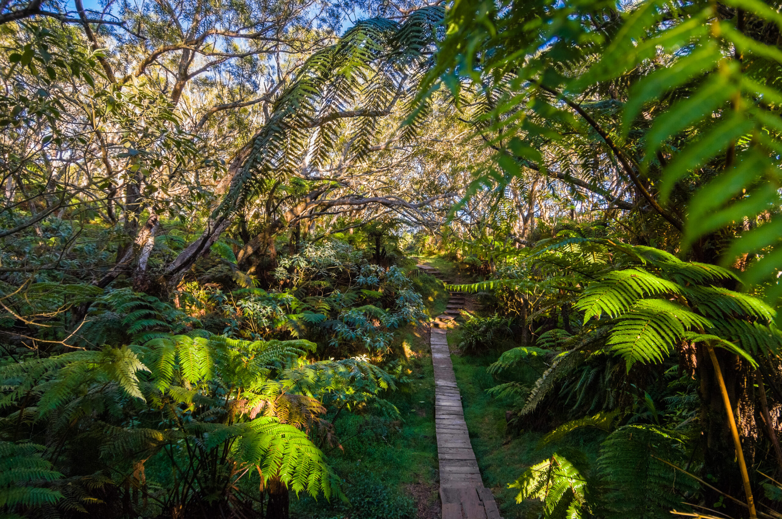 La forêt de Bélouve