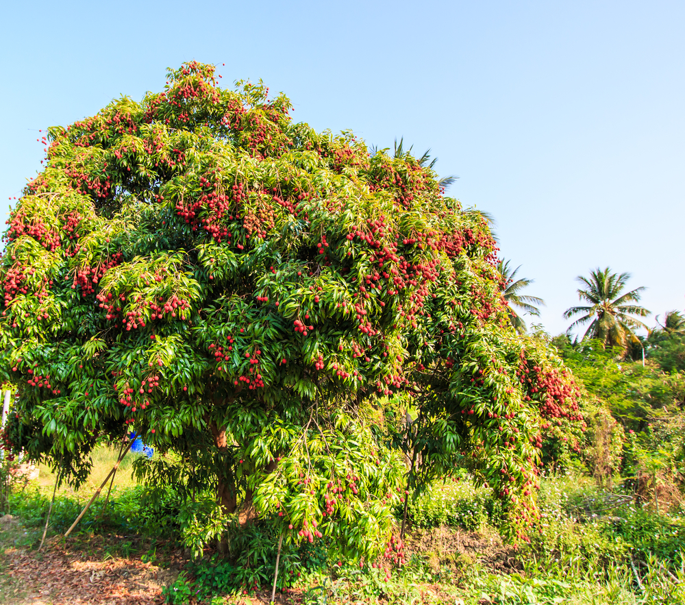 Litchi