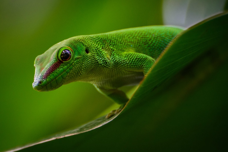 Le Gecko Vert