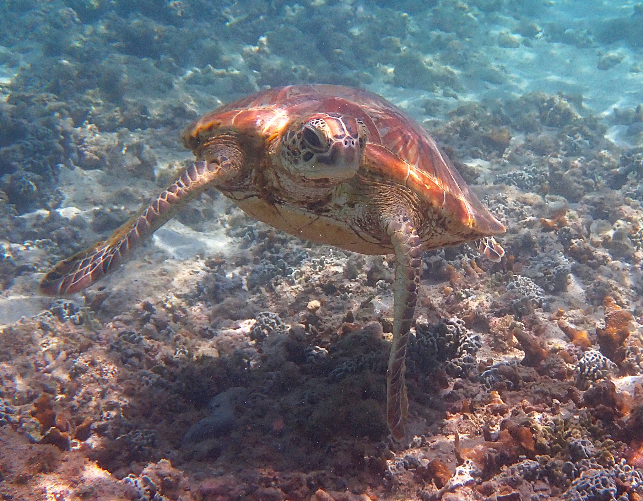 Tortue marine, espèces marines